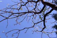برگ های پاییزی
